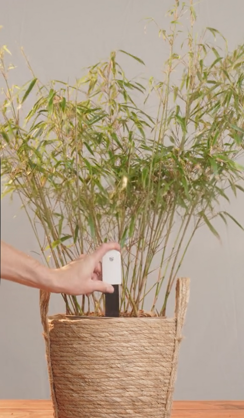 Aura™ Sense - Smart Houseplant Health Monitor (Launch Sale)