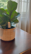 Aura™ Sense - Smart Houseplant Health Monitor (Launch Sale)